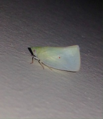 Colgaroides acuminata