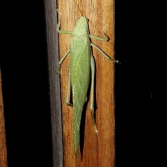 Phylloptera ovalifolia