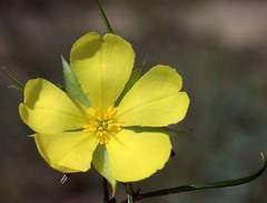Hibbertia striata