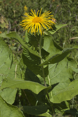 Inula magnifica