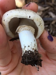 Agaricus californicus image