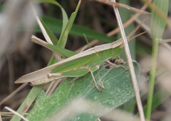 Allotruxalis gracilis
