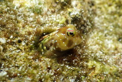 Istiblennius