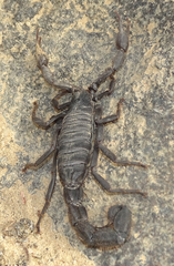 Parabuthus villosus