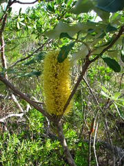 Banksia dentata