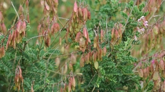 Lessertia brachystachya