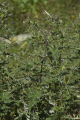 Cirsium gagnidzei