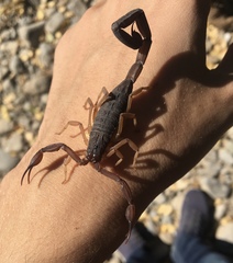 Centruroides gracilis