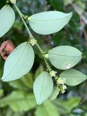 Pseudophyllanthus ovalis