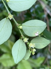 Pseudophyllanthus ovalis