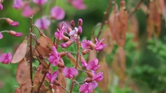 Lessertia brachystachya