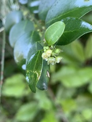 Pseudophyllanthus ovalis