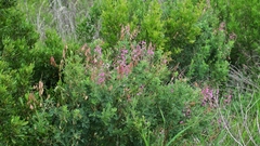 Lessertia brachystachya