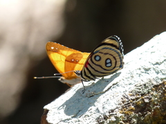 Catagramma hystaspes