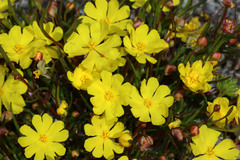 Hibbertia stellaris