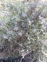 Genista umbellata