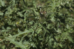 Cirsium gagnidzei