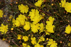 Hibbertia stellaris