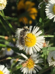 Colletes compactus