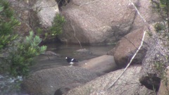 Enicurus leschenaulti