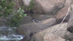 Enicurus leschenaulti