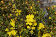 Hibbertia hemignosta
