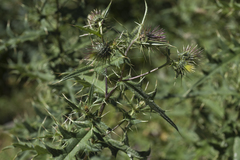 Cirsium gagnidzei