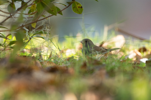 Slate-colored Junco photographed in Florida