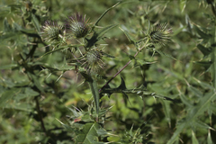 Cirsium gagnidzei