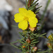 Hibbertia hemignosta - Photo (c) Tim Hammer,  זכויות יוצרים חלקיות (CC BY-NC), הועלה על ידי Tim Hammer