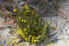 Hibbertia hemignosta