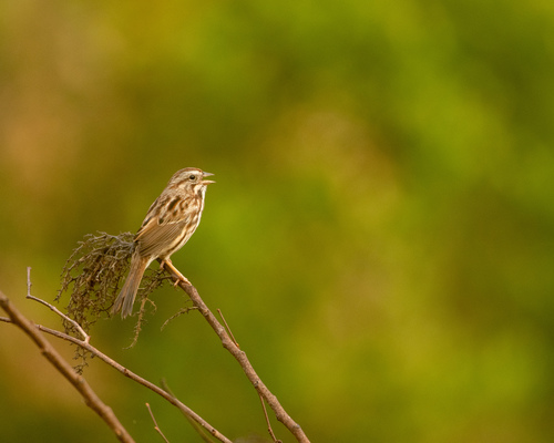 Song Sparrow photographed in Florida