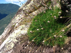 Borya septentrionalis