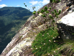 Borya septentrionalis