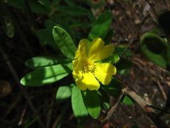 Hibbertia melhanioides