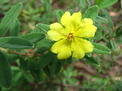 Hibbertia melhanioides