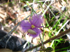 Thysanotus banksii