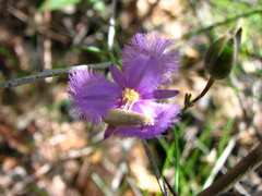 Thysanotus banksii