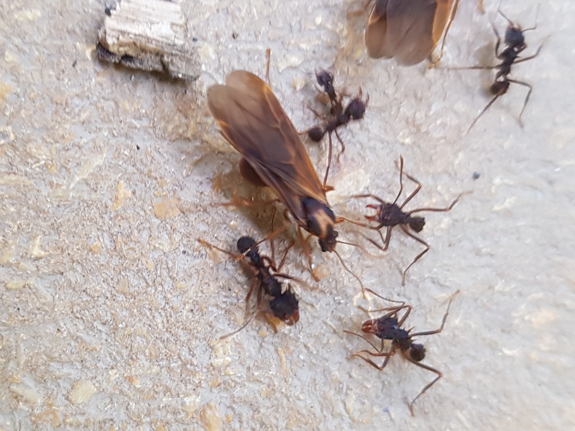 Acromyrmex aspersus