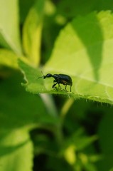 Cycnotrachelus cyanopterus