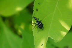 Cycnotrachelus cyanopterus