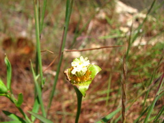 Pimelea cornucopiae