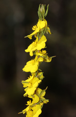 Hibbertia hemignosta