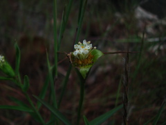 Pimelea cornucopiae