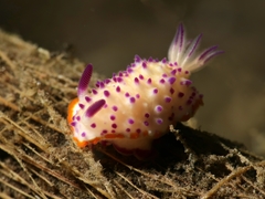 Mexichromis multituberculata