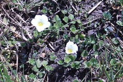 Nierembergia calycina