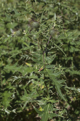 Cirsium gagnidzei