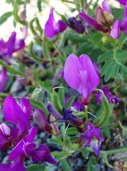 Astragalus davuricus