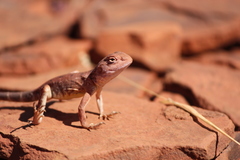 Ctenophorus caudicinctus