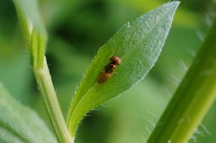 Microchrysa flaviventris